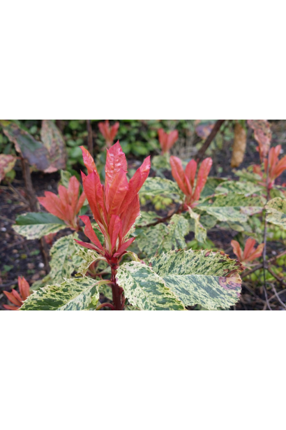 Photinia serratifolia Pink Crispy